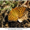 argynnis alexandra iran female a